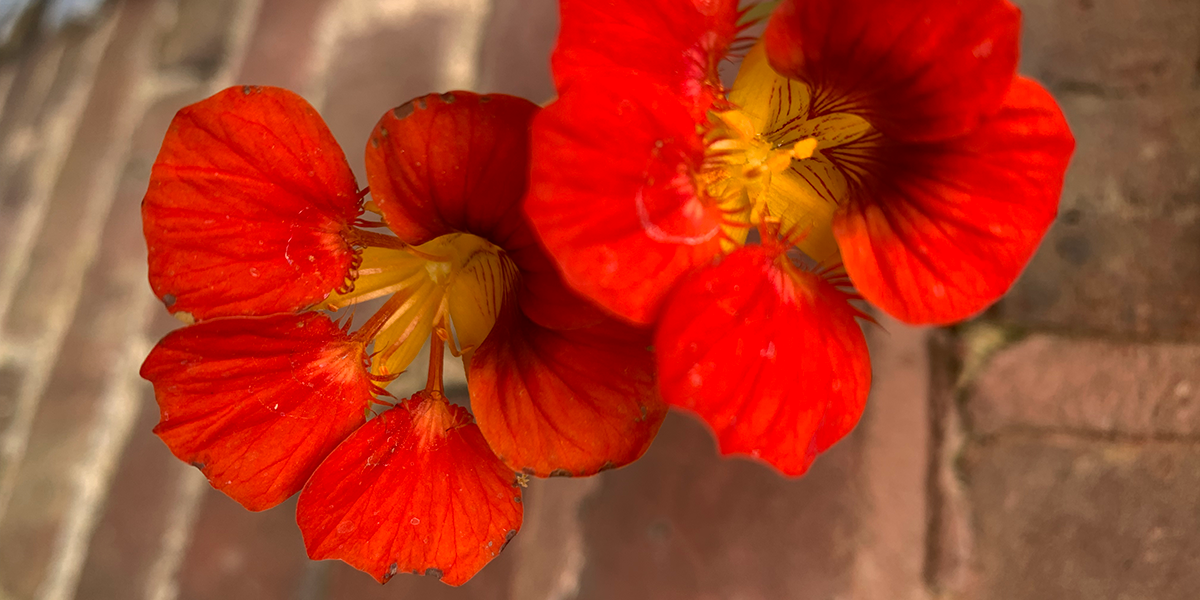Nasturtium flowers at Shoreditch Court.