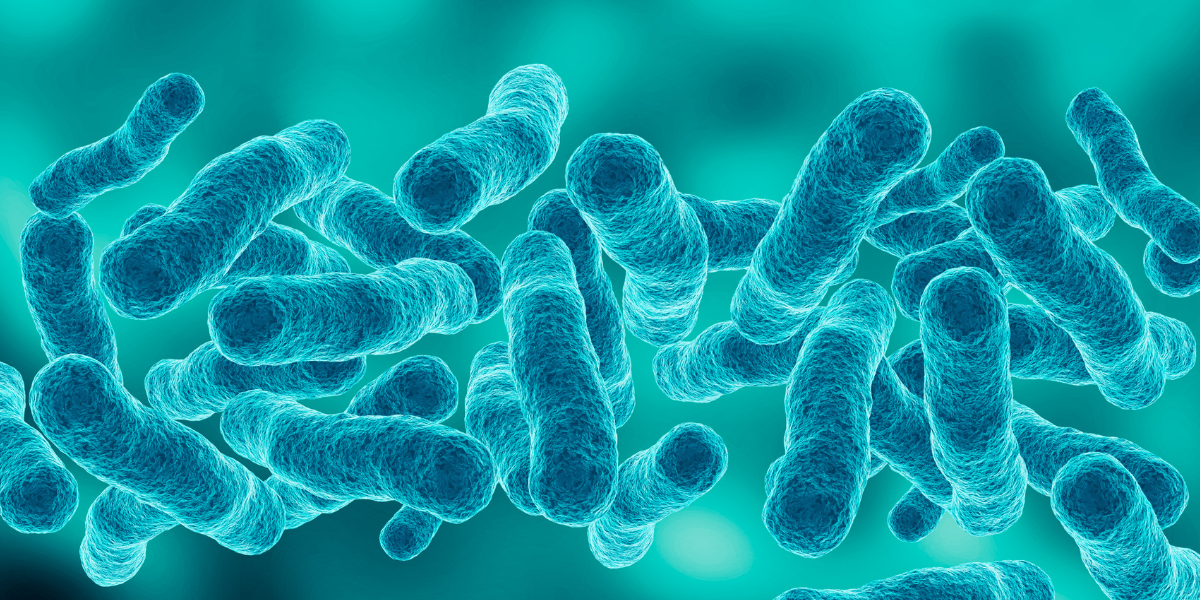 A close up image of the Legionella bacteria.